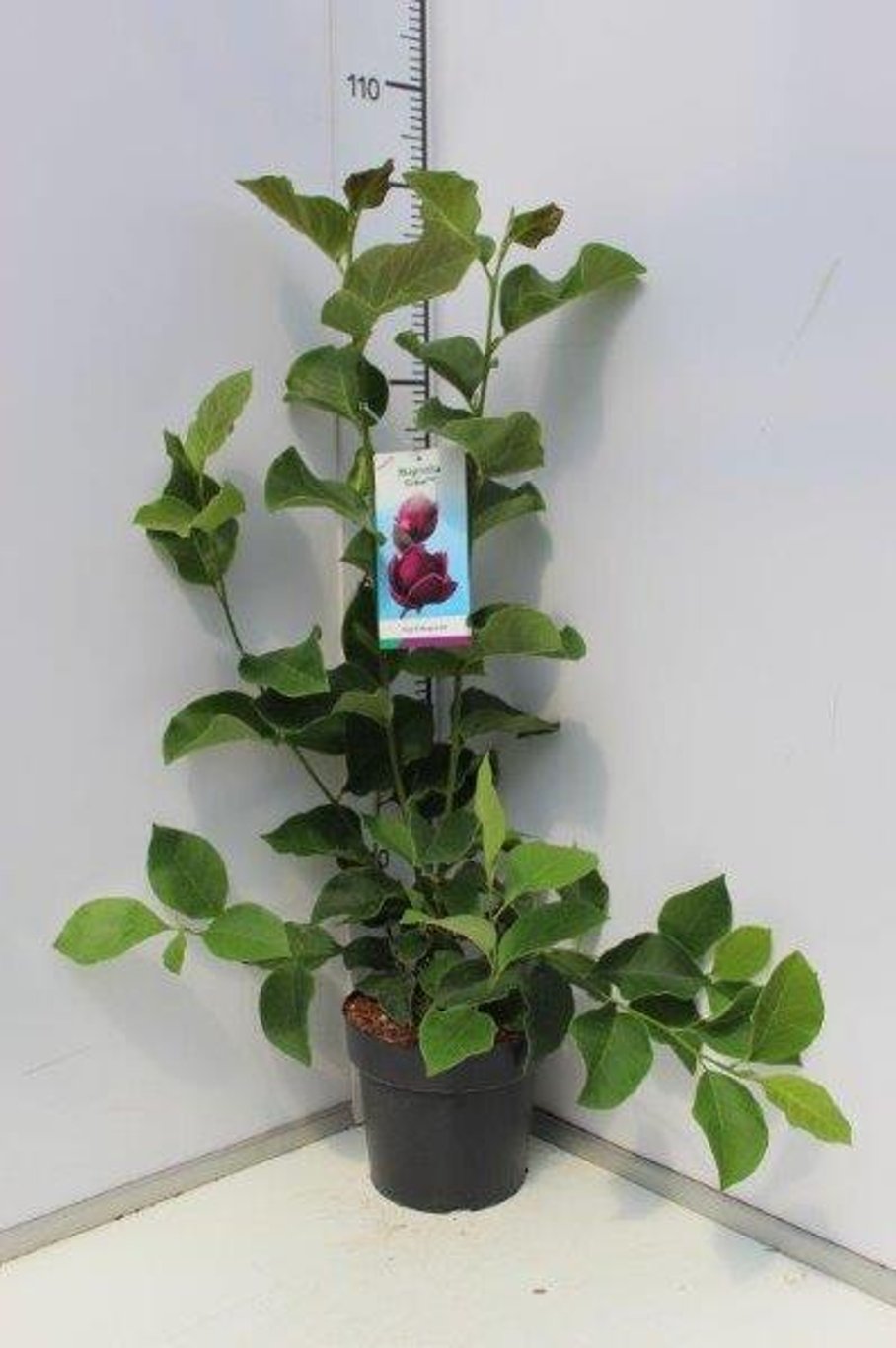 Magnolia 'Genie' - C5 50-60 CM